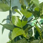 Grapefruit (Citrus × paradisi) ´STAR RUBY´ - výška 130-160 cm, kont. C10L